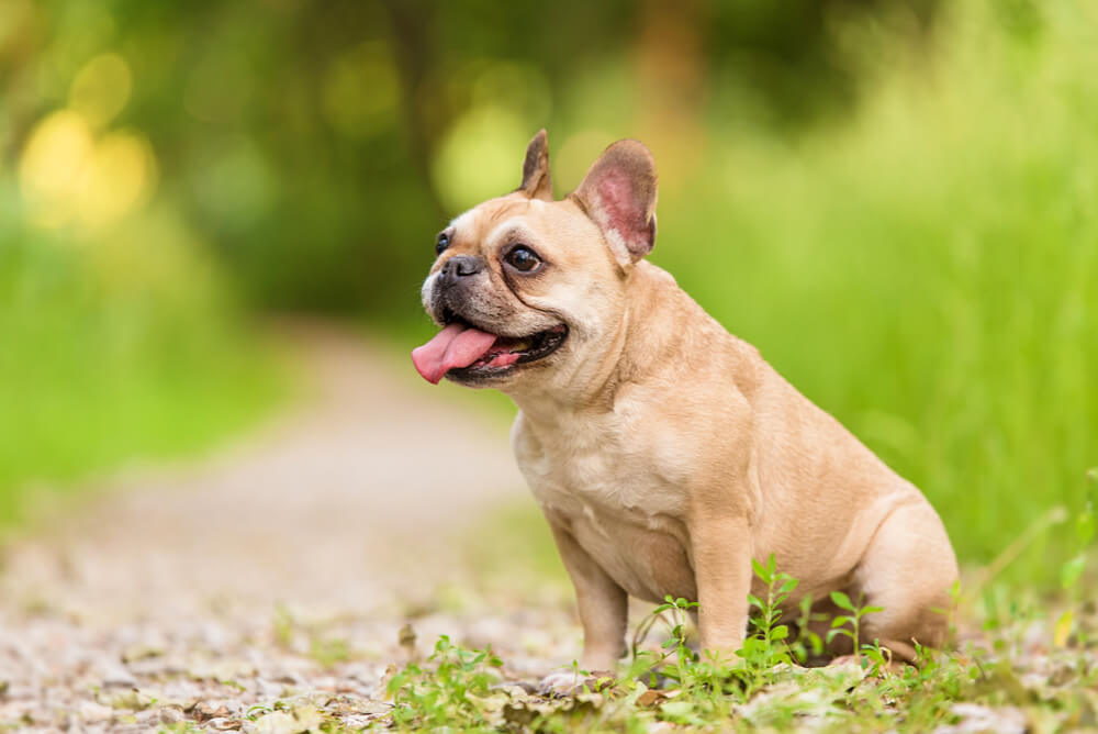 A fawn French Bulldog sitting in grass by a garden path