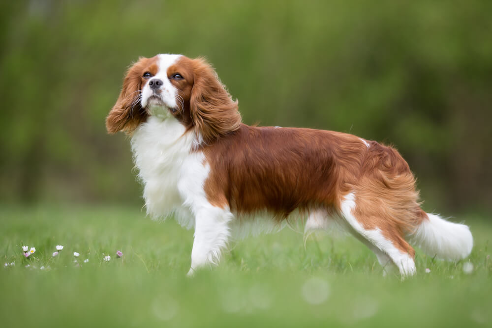 A red and white Cavalier King Charles Spaniel standing in a grass field