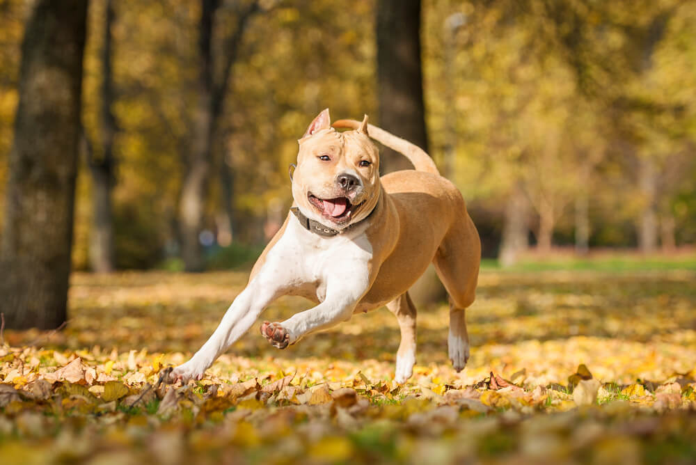 A tan-coloured American Staffordshire Terrier happily running among fallen leaves