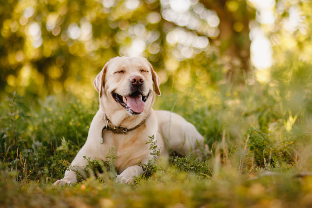 A yellow Labrador Retriever sitting in a field of grass