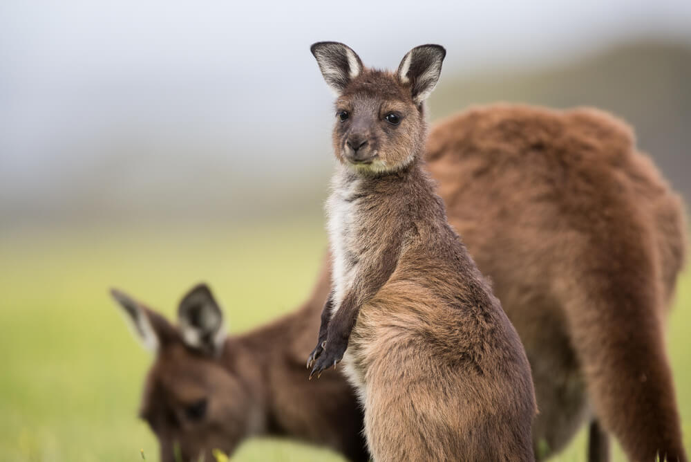 Kangaroo joey contemplating domestic travel insurance