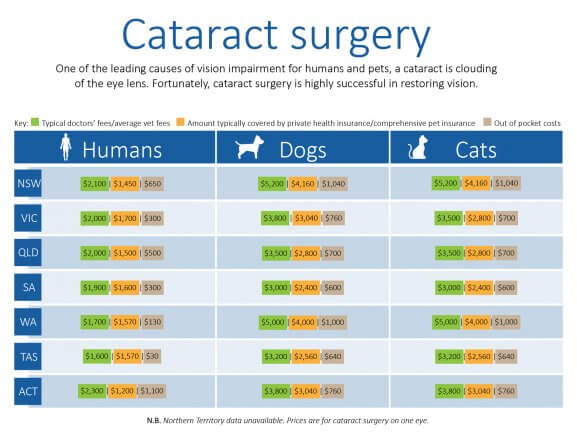 Do Pet Surgery Costs Rival Humans Compare The Market Do Pet Surgery Costs Rival Humans Compare The Market