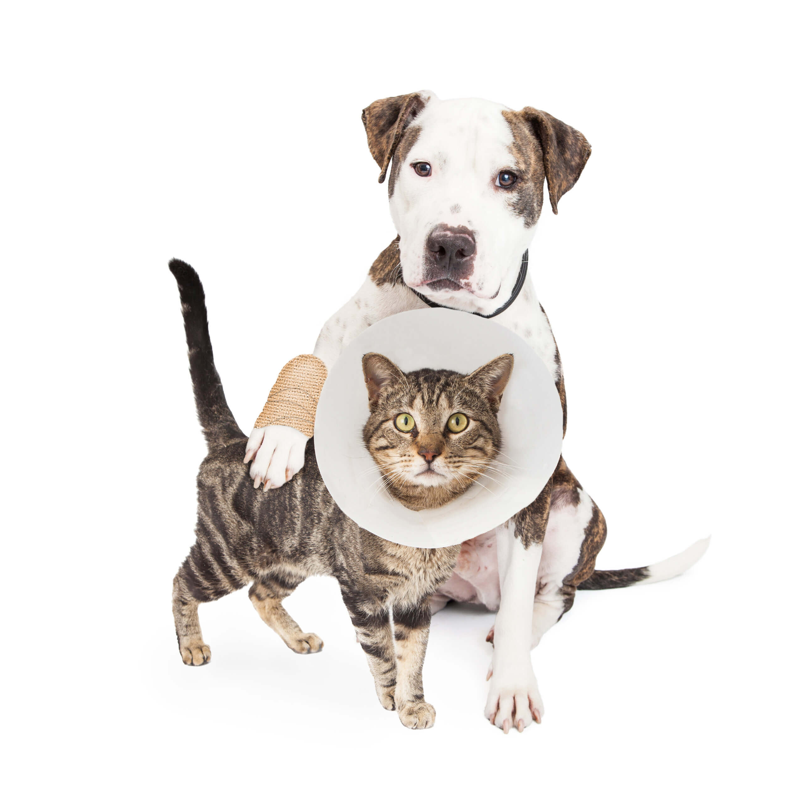 Injured-dog-and-cat