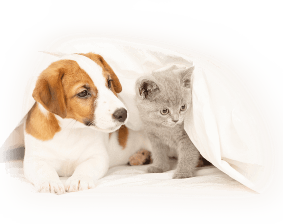 Dog-and-Cat-under-blanket