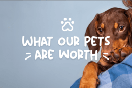 What our pets are worth