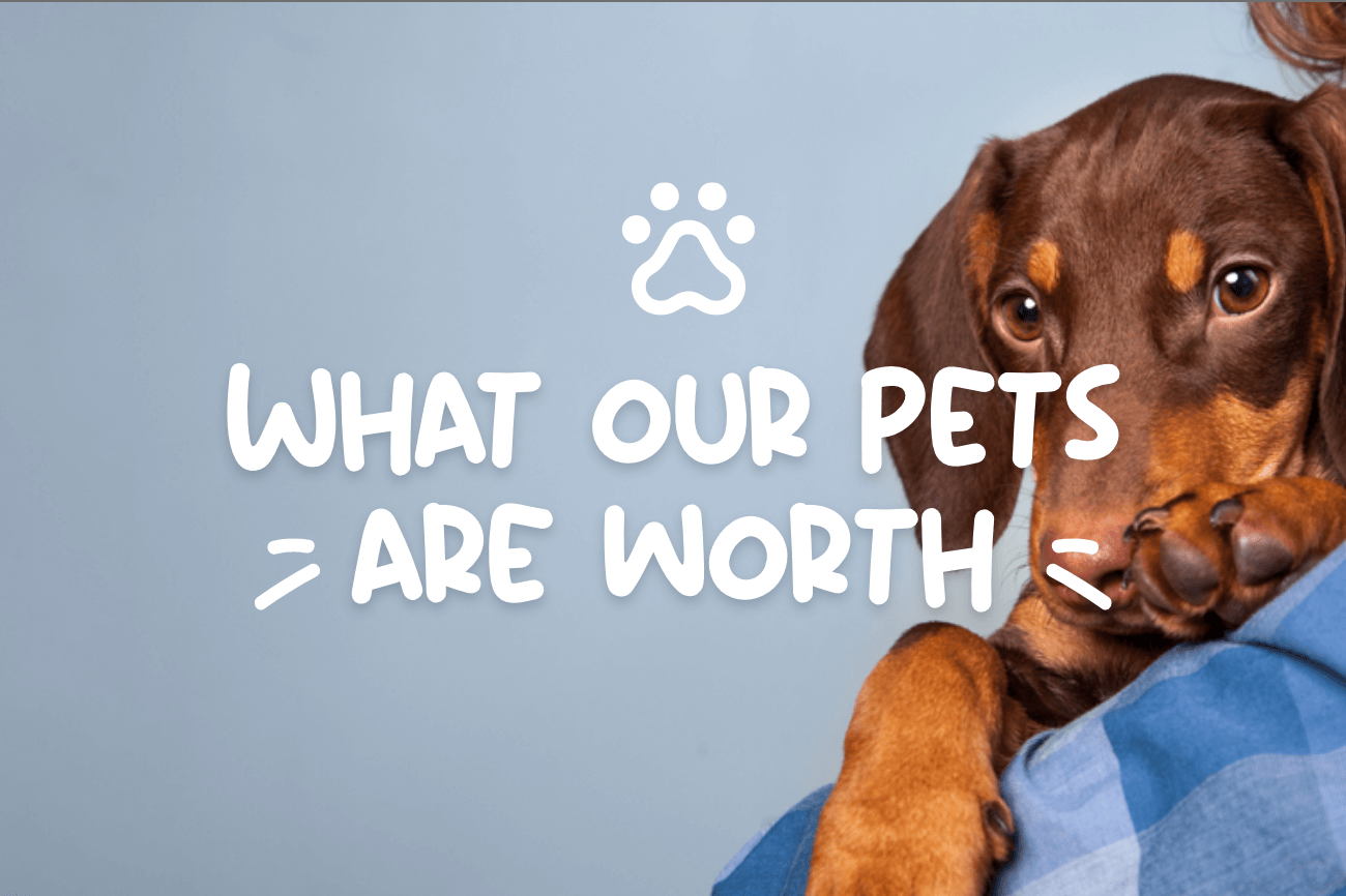 DIY Car Detailing Dog Hair Edition Compare the Market