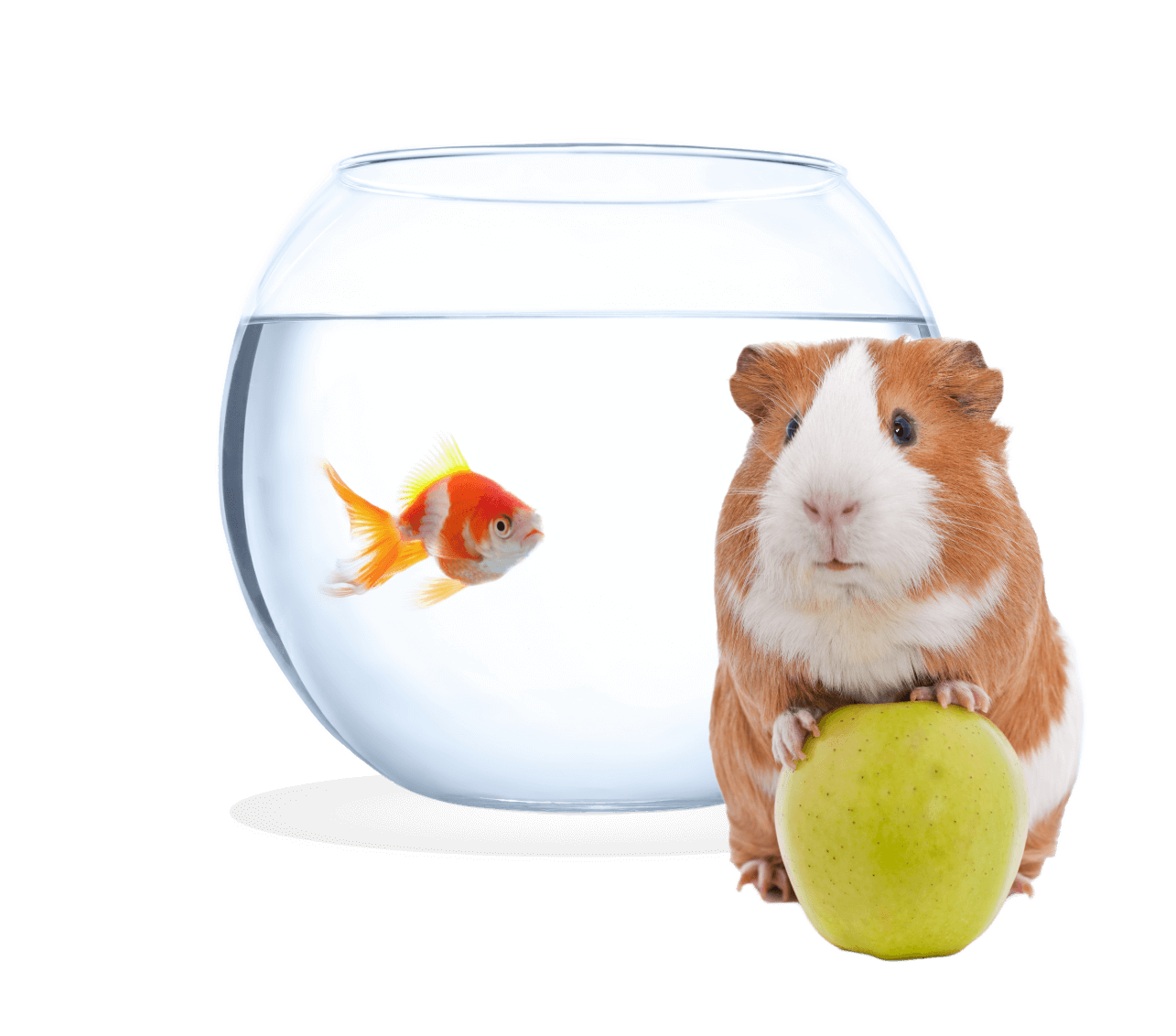 guinea-pig-and-gold-fish