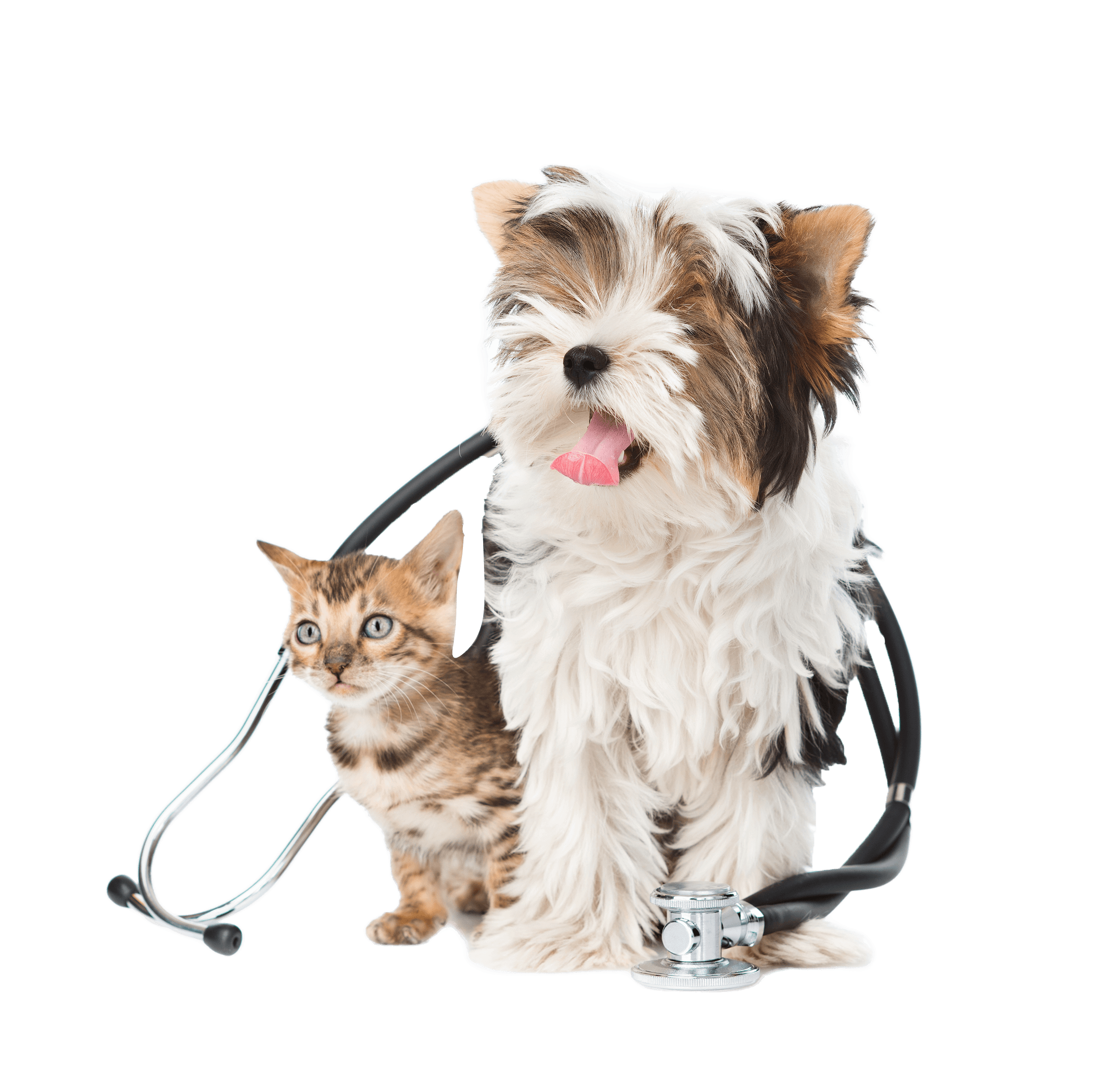 pets-and-stethoscope