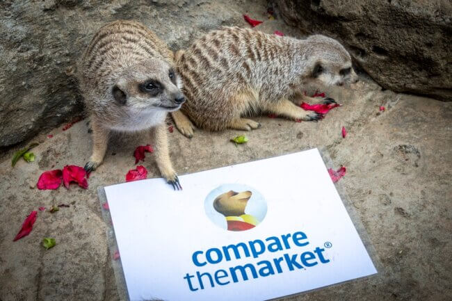 meerkats celebrating world meerkat day with compare the market and australia zoo