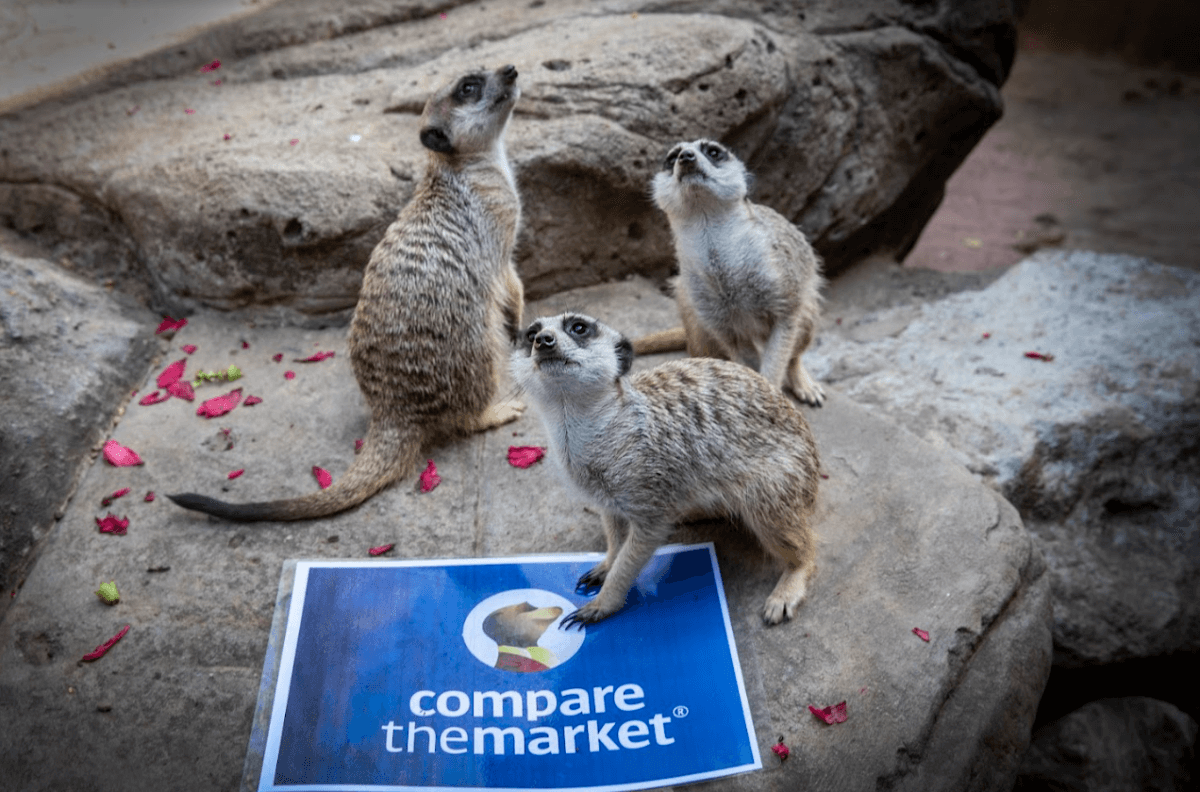 compare the market meerkats at australia zoo