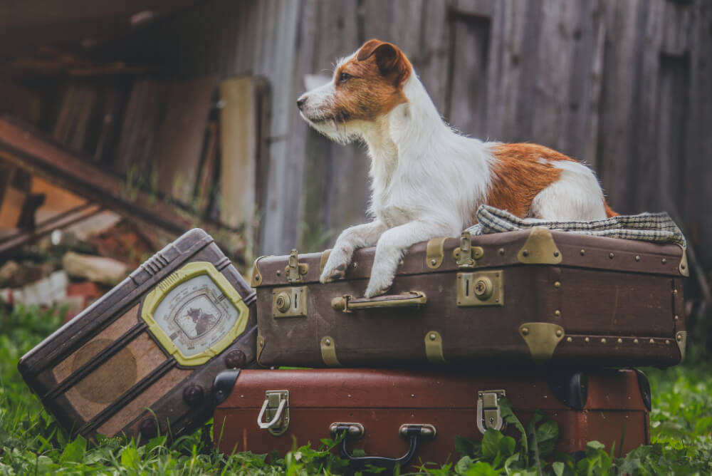 Dog on a suitcase