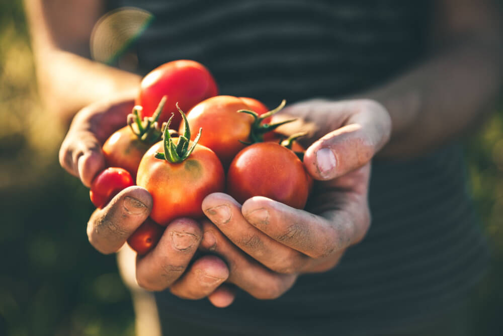 Picking tomatoes on a farm while WOOFing