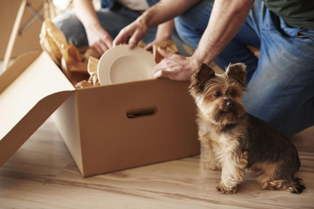 Family and dog unpacking while moving house
