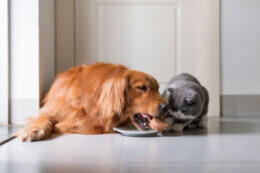 Cat and dog breeds most expensive to insure