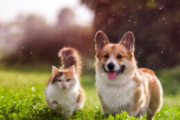 Cat and dog running in grass