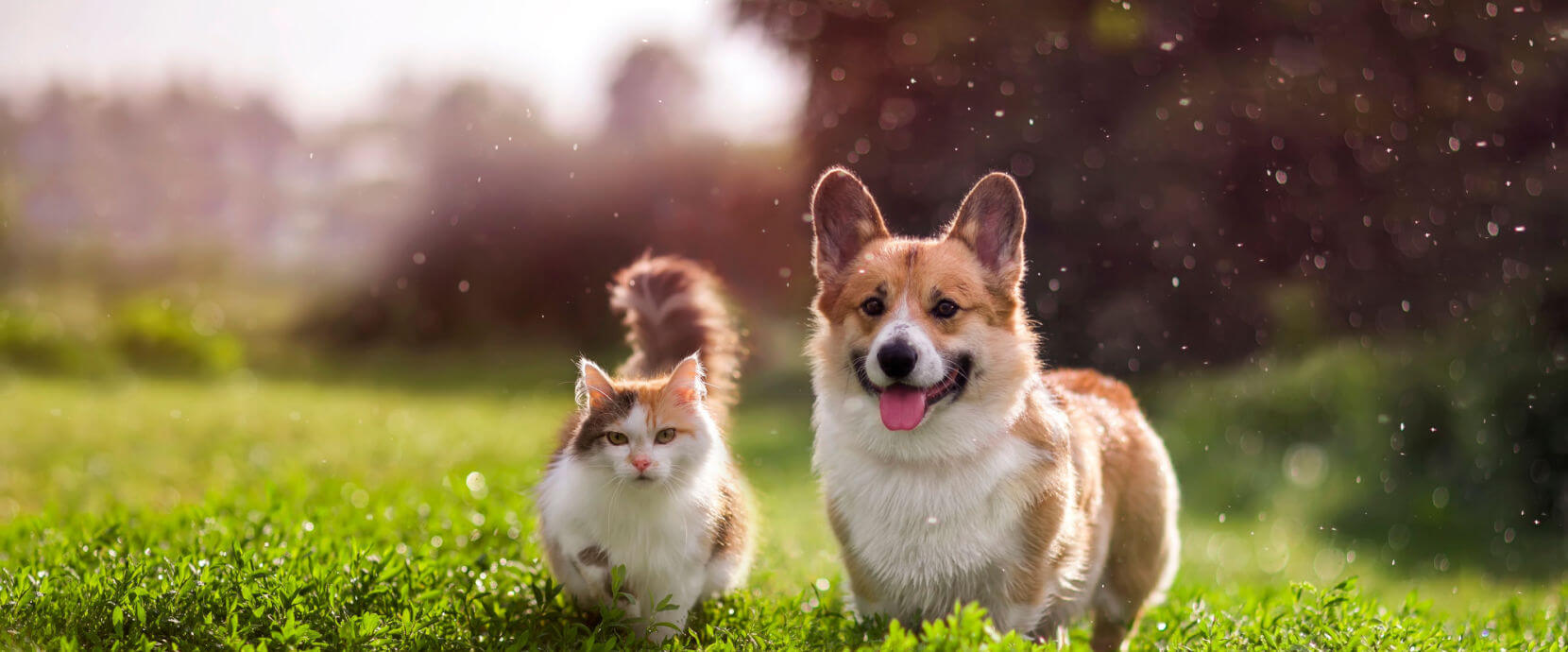 Cat and dog running in grass