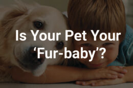 a dog and a child looking at the camera with a title card overlay reading "Is Your Pet Your 'Fur-baby'?"