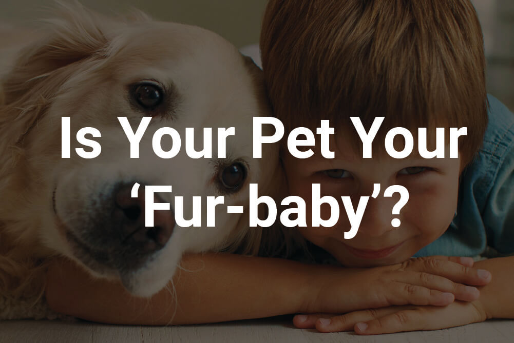 Is your pet a furbaby? Compare the Market