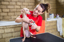 italian greyhound at the vet