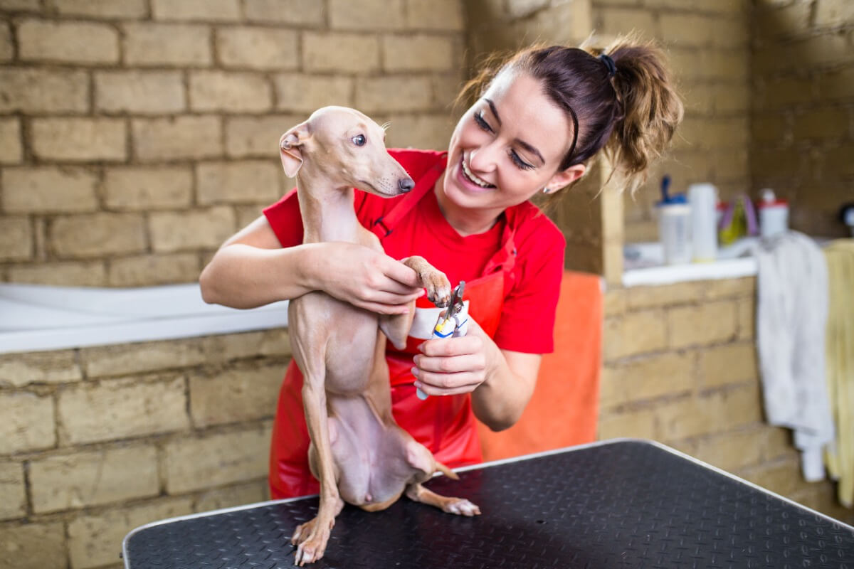 italian greyhound at the vet