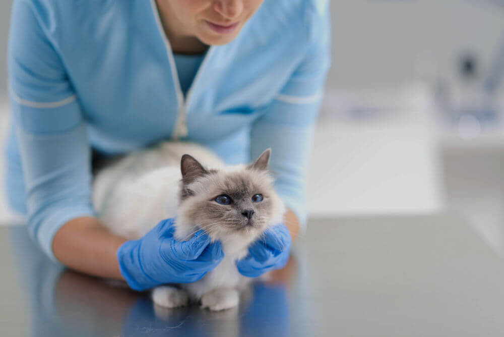 Cat at the vet 