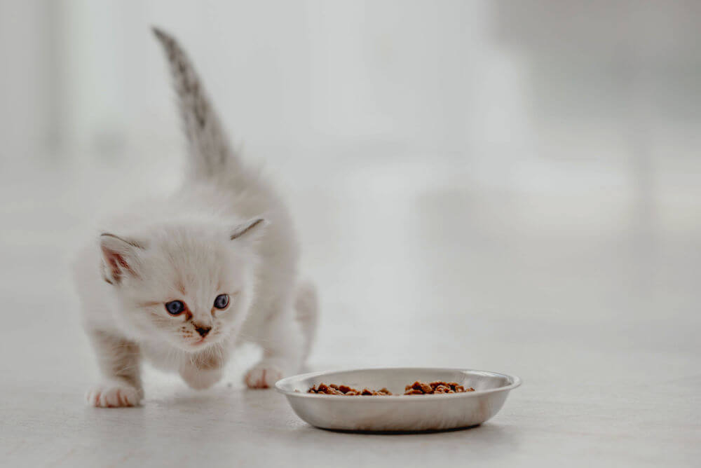 Kitten with food bowl 