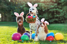 pets at easter