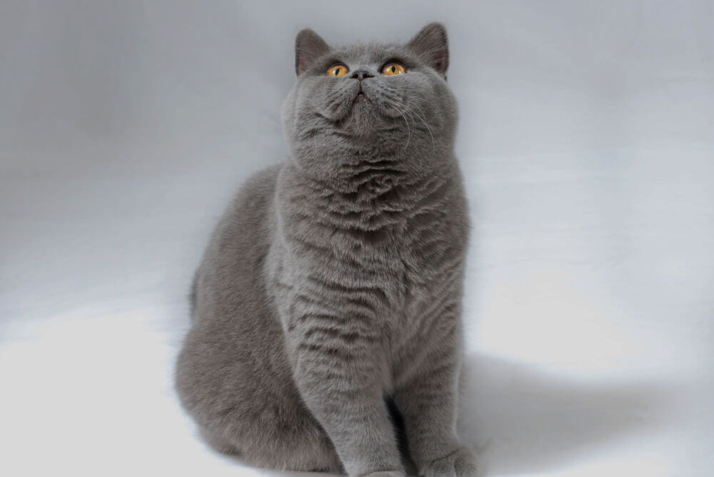 British shorthair cat