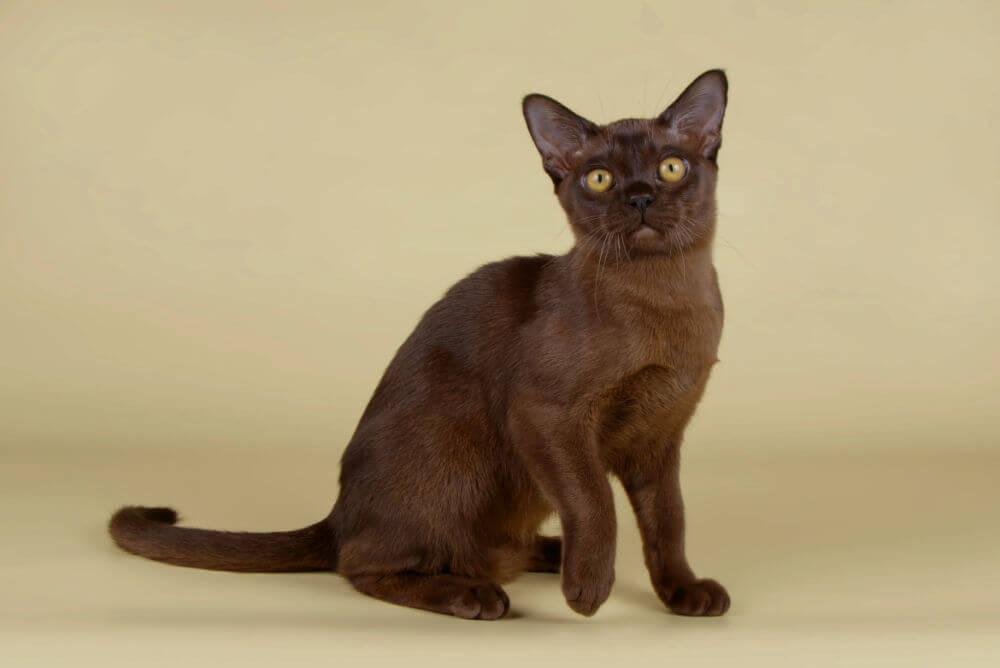 Burmese cat