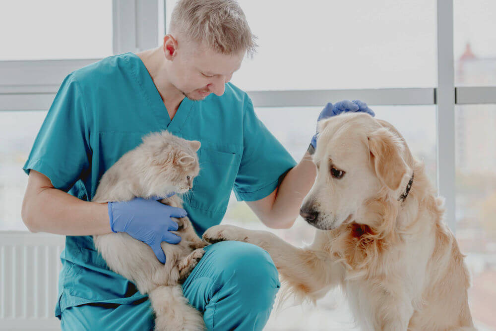 Labrador and cat with vet