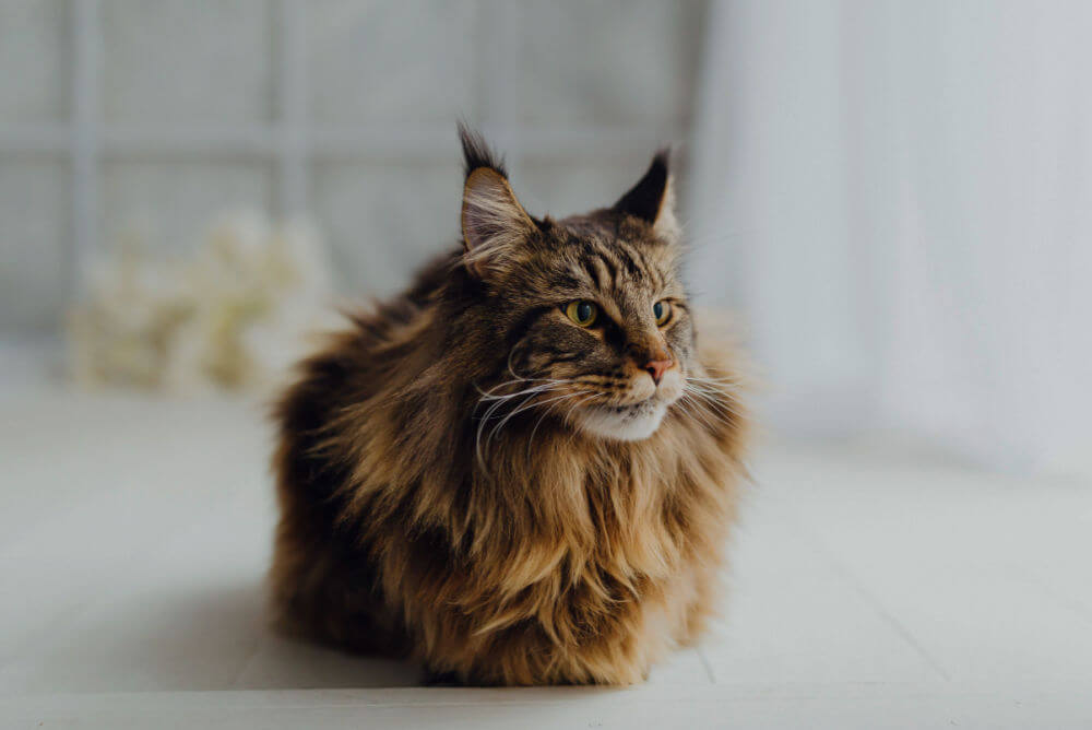 Maine Coon