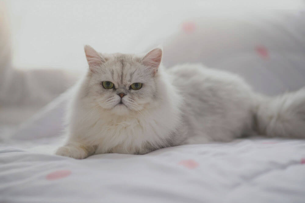 Persian cat 