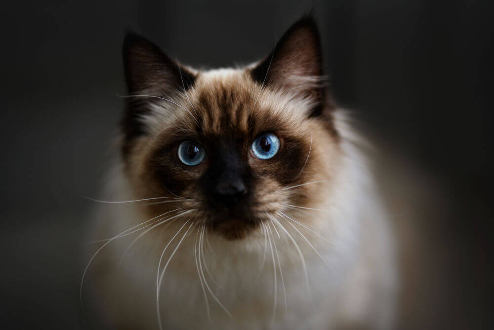 Ragdoll cat