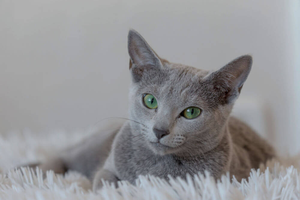 Russian Blue cat 