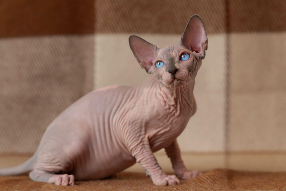 Sphynx cat