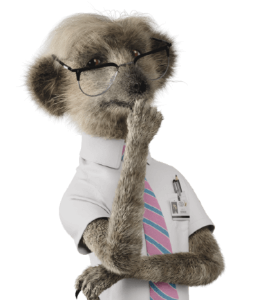 Sergei the meerkat from Compare the Market Australia