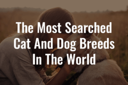 a woman embracing her dog with the title card reading "The Most Searched Cat And Dog Breeds In The World"