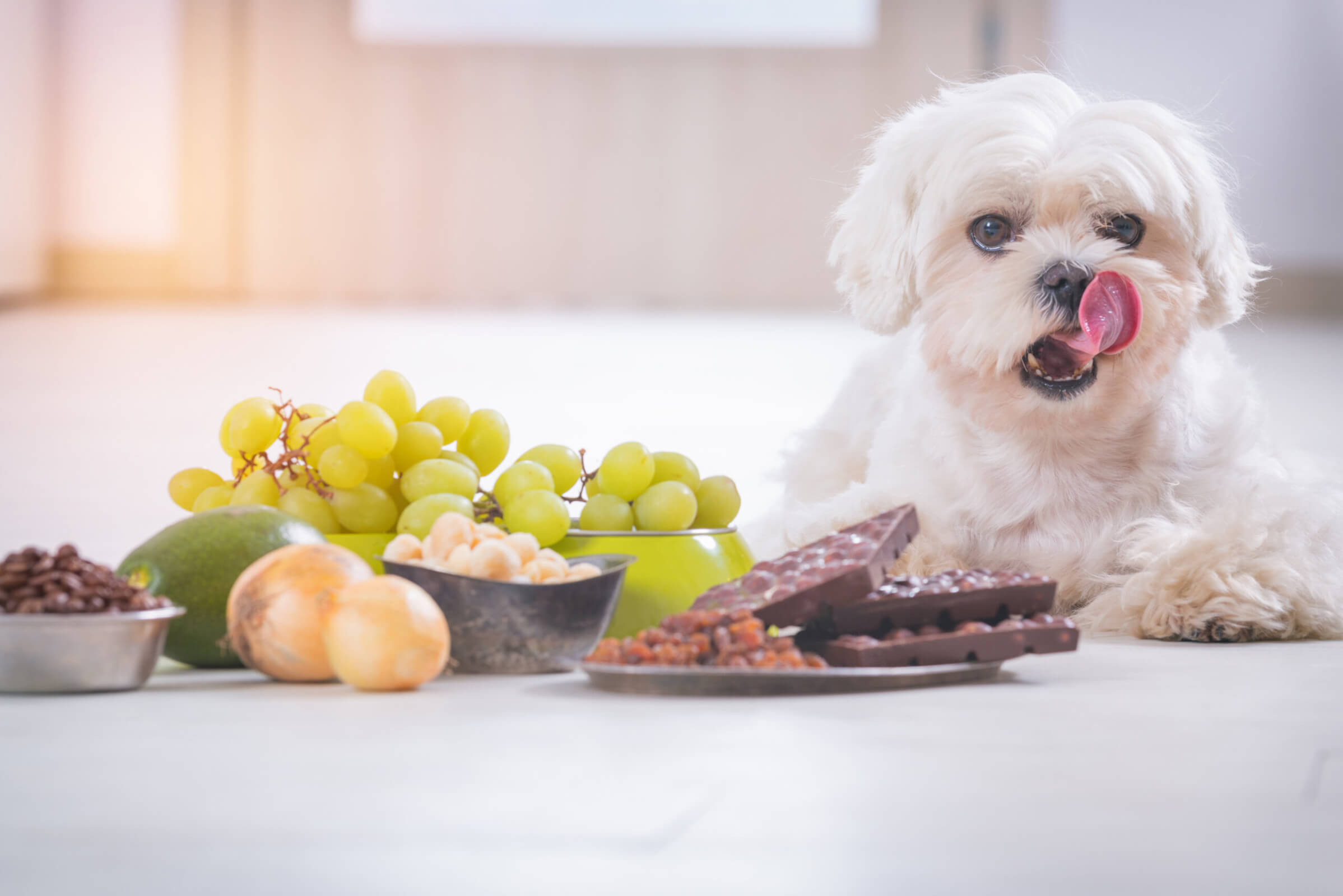 31 Dangerous Foods Dogs Can't Eat - Your Dog Advisor