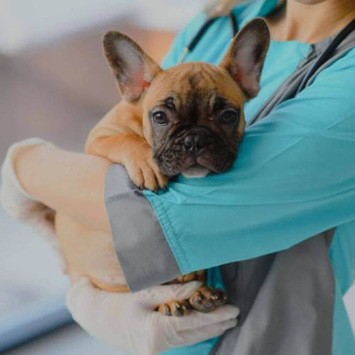 Vet nurse holding a French bulldog