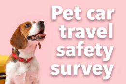 a Beagle in front of a pink background with the words "Pet car travel safety survey"