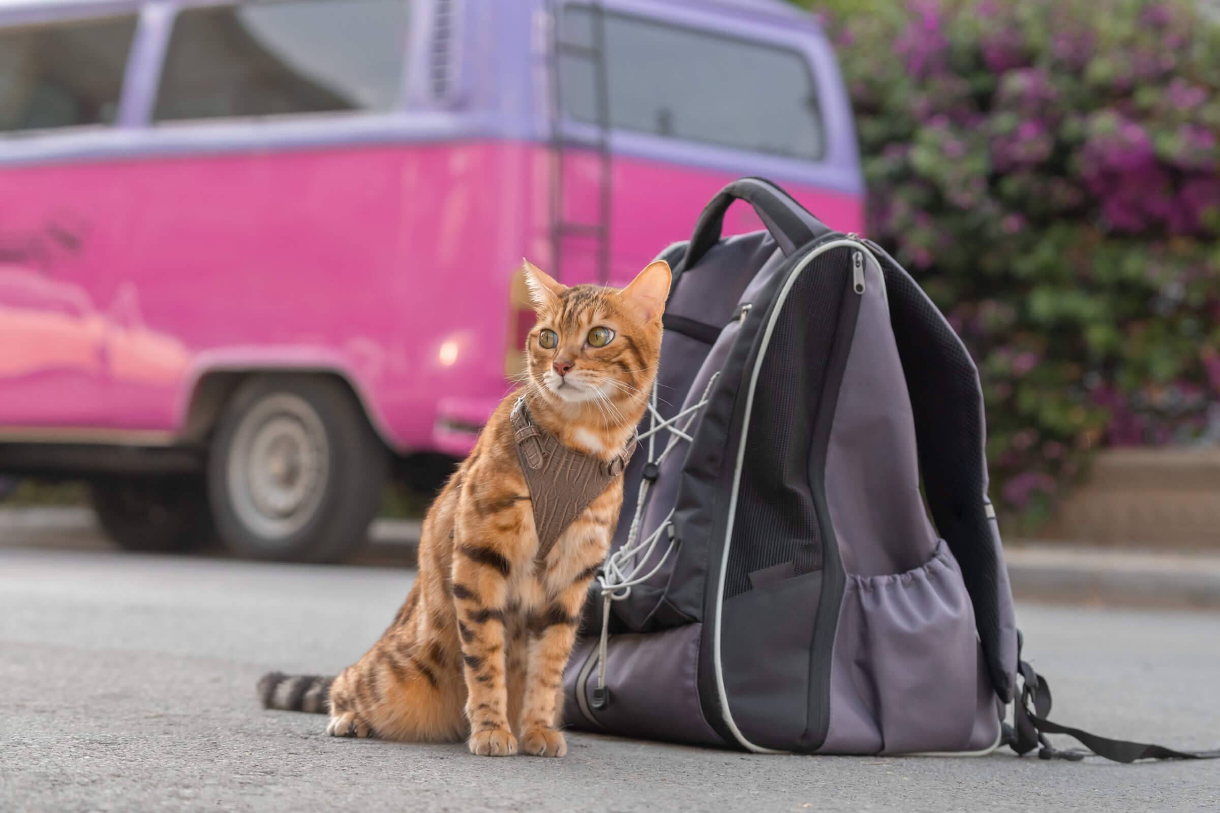 a cat and backpack sitting on the ground in front of a pink van