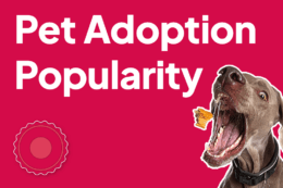a red background with a dog biting a dog treat with the words "Pet Adoption Popularity"