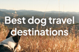 a dog staring out at a dry grass field