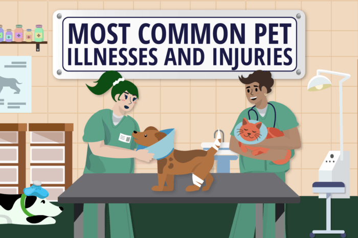 Social image of most common pet illnesses and injuries