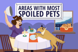 An illustrated person reveals a dish as a dog reaches onto the dinner table, with a sleeping cat in the background under a sign reading ‘Areas With Most Spoiled Pets.’