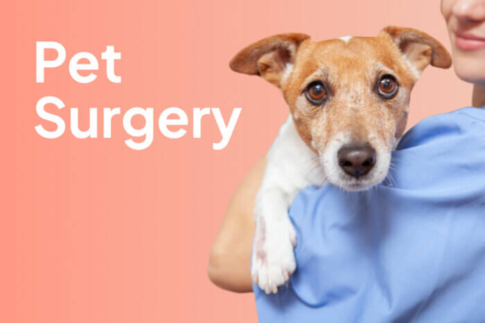 Image of woman holding a dog and titled Pet Surgery