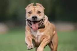 American Staffordshire Bull Terrier 8th most loved dog by Aussies