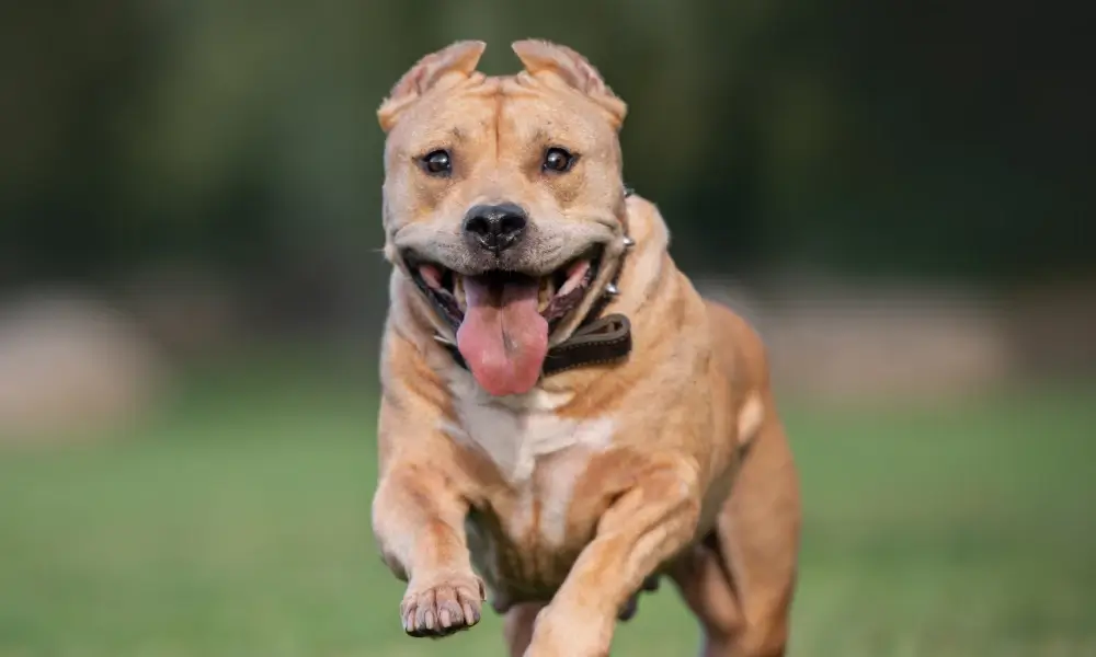 American Staffordshire Bull Terrier 8th most loved dog by Aussies