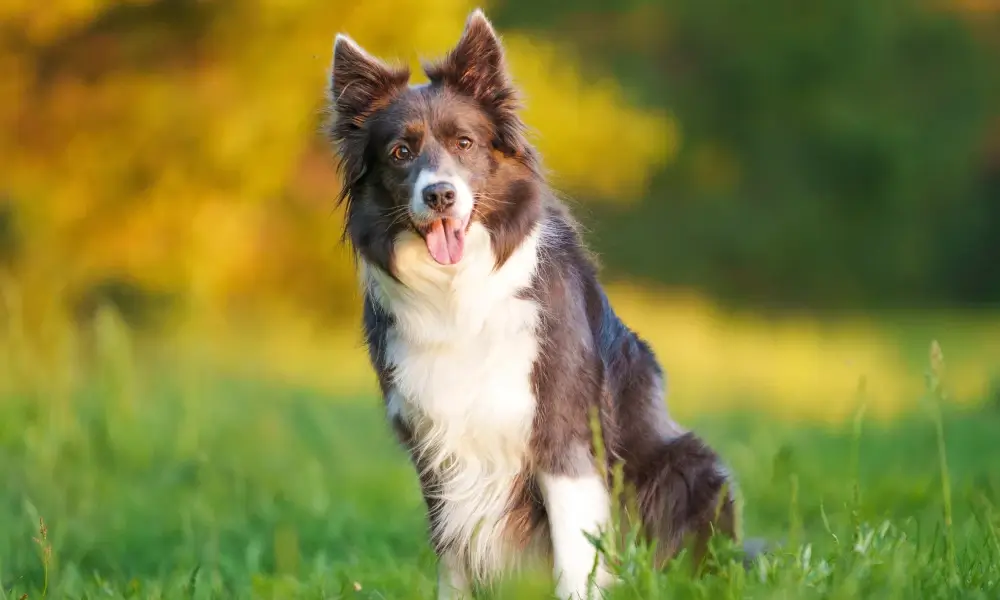 Border Collie 5th most loved dog by Aussies