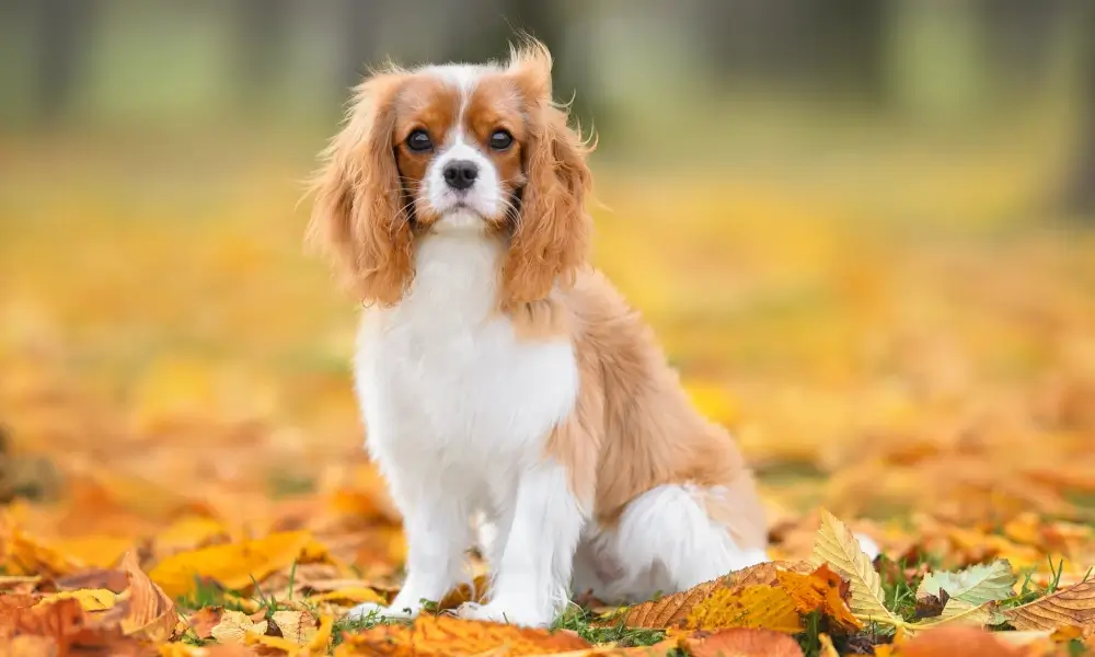 Cavalier King Charles Spaniel 7th most loved dog by Aussies